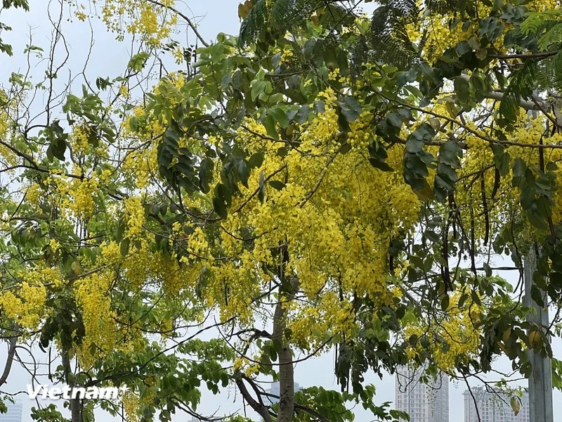 百花齐放的腊肠树花的金色，让西湖景色浪漫至极。图自Vietnam+