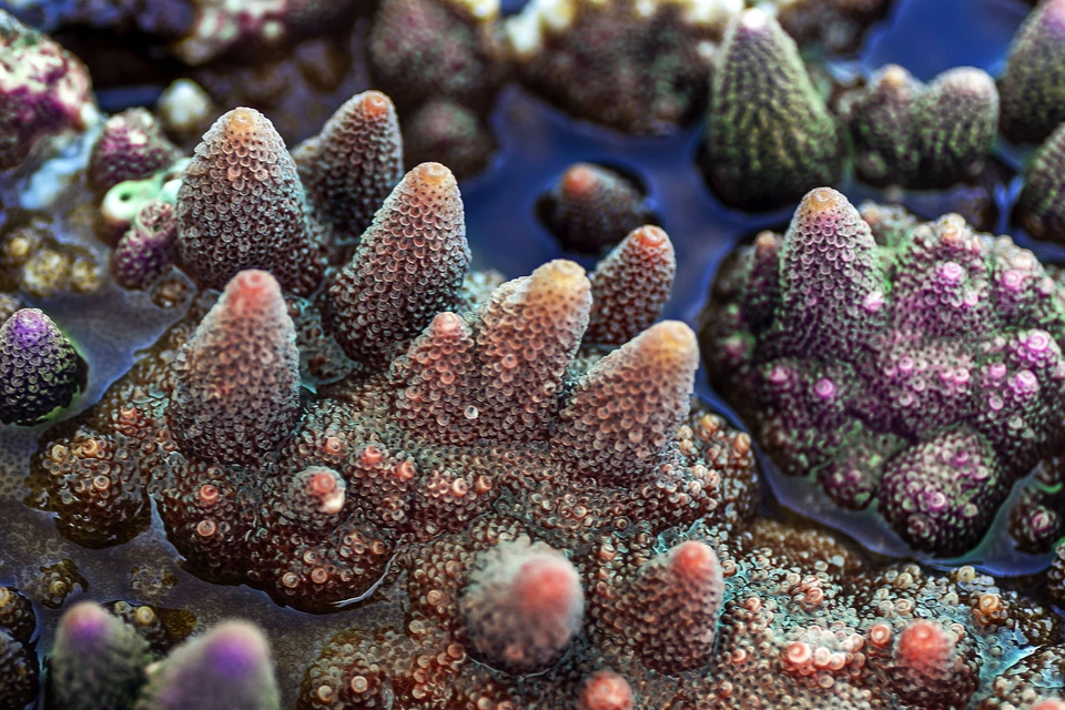 Acropora Purple Bonsai Coral 珊瑚。图自 越通社