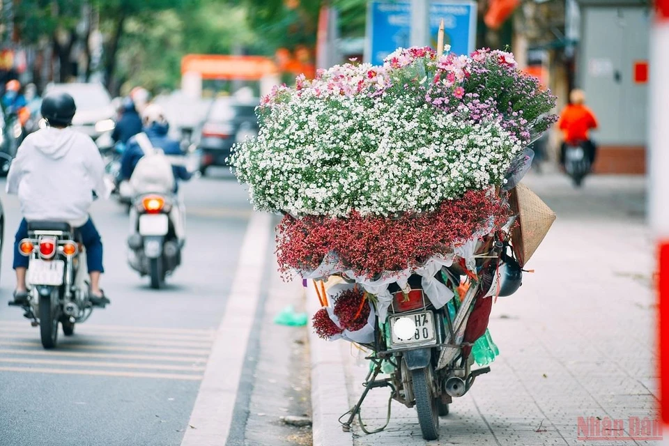 载满花卉的“专车”就是河内市熟悉的情景。图自nhandan.vn