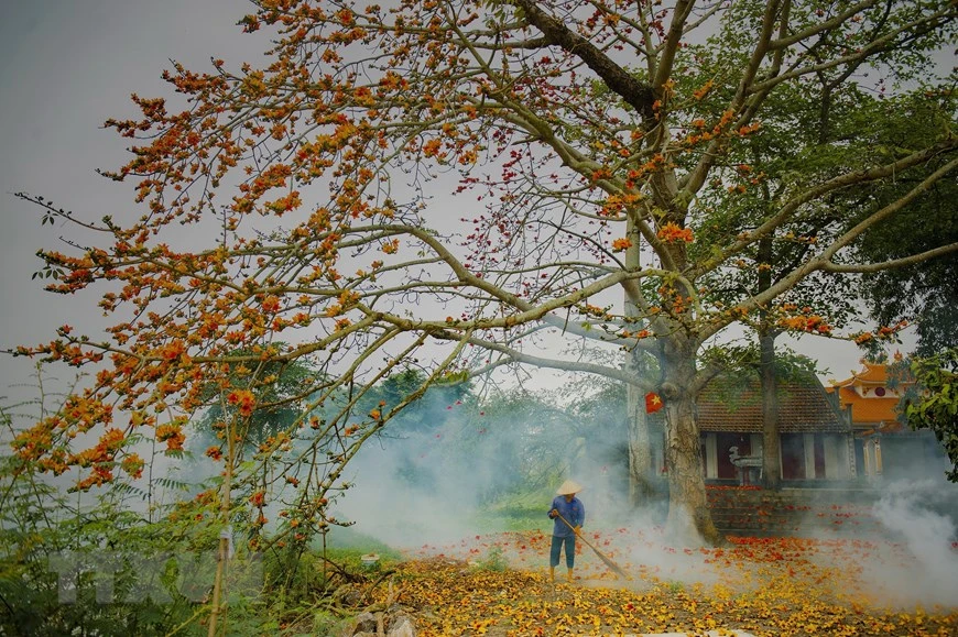 木棉树，别称攀枝花、红棉、斑芒树，是一种在热带及亚热带地区生长的落叶大乔木。（越通社记者明德 摄）