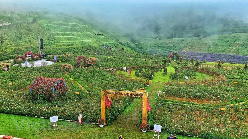 太阳世界番西邦山传奇旅游区的玫瑰谷近日荣获越南吉尼斯纪录组织授予的越南最大的玫瑰谷纪录称号。图自越通社