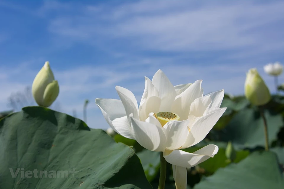 荷花就是初夏的精灵，其代表着圣洁、象征着清白。图自越通社/ Vietnam+