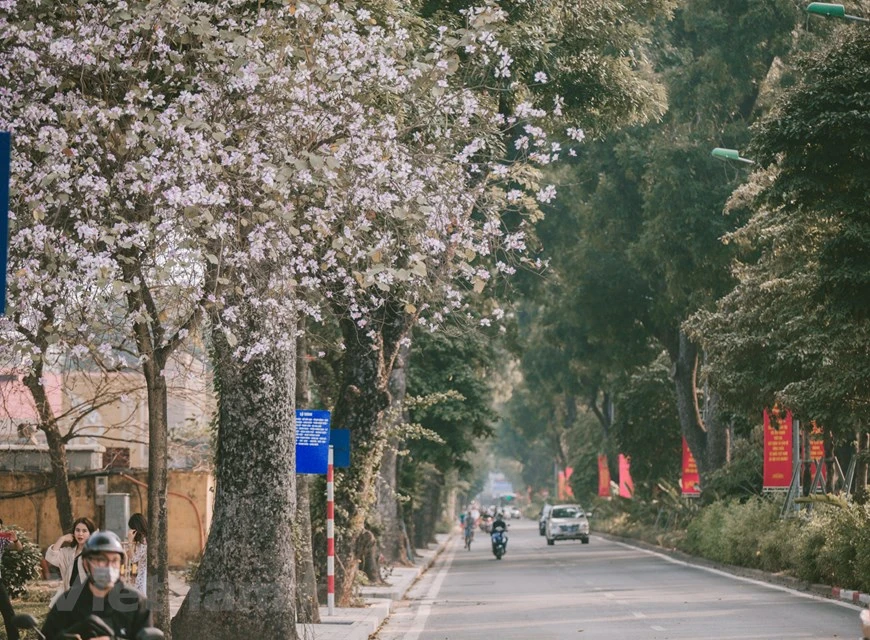 每逢2月份，羊蹄甲花又盛开，为河内大街小巷在温暖春天里披上浅紫色衣裳。图自越通社