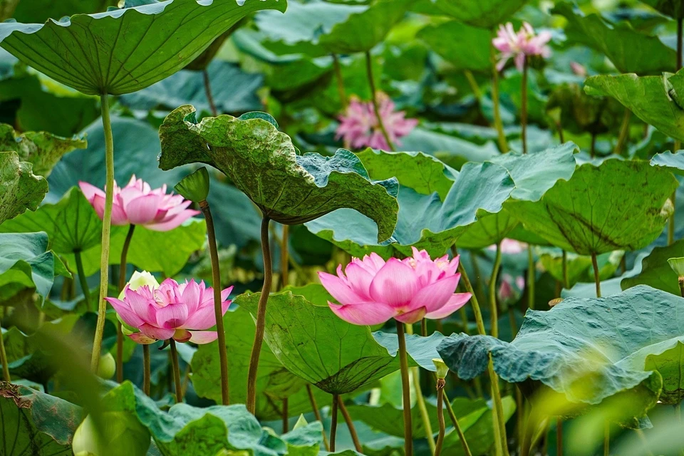 西湖百叶荷花花朵较大，盛开时有两只手掌一般大，雌蕊、莲花由数百片花瓣所包围，保持荷花的清香。图自 越通社