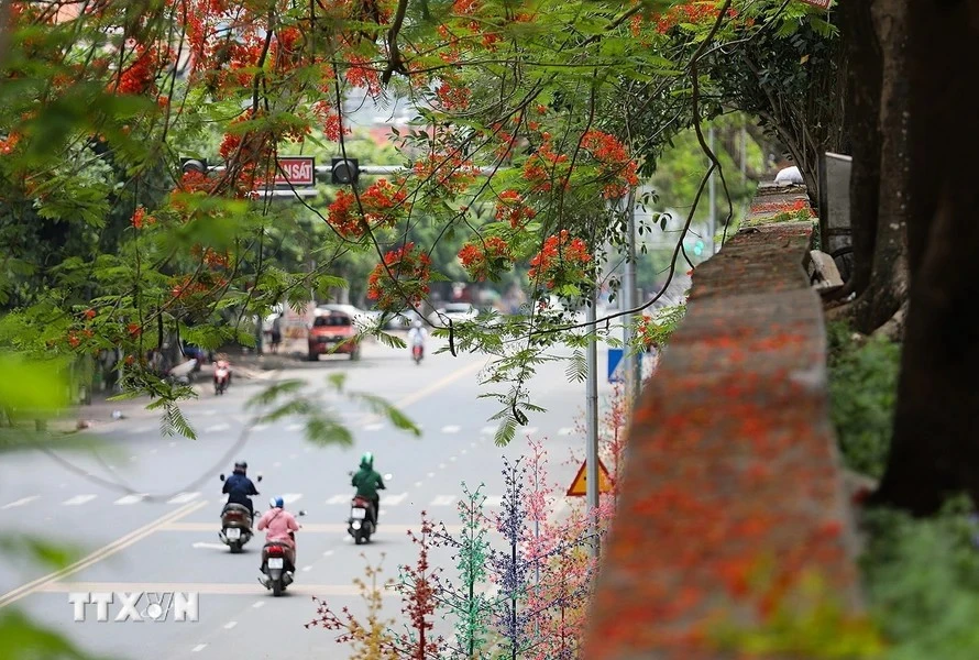 这条路段上，凤凰花开红似火，营造出极其浪漫的景象。图自越通社