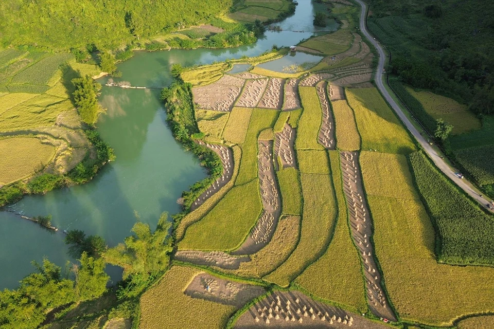 峰南（Phong Nặm）乡稻田满田尽披“黄金甲”。图自越通社/越南画报