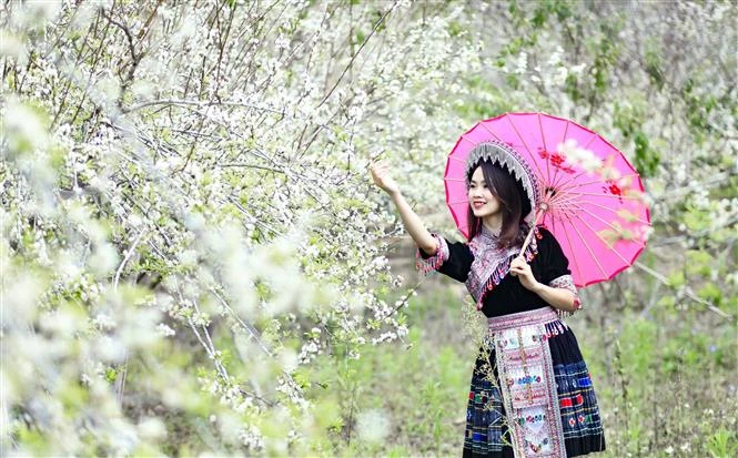 穿着蒙族同胞传统服装的少女沉浸于白色李花花海，景色格外美丽迷人。图自越通社