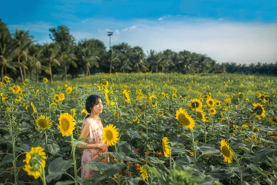 几年来， ECOPARK都市区被摄影爱好者喻为“花卉之城”。图自 VIETNAM+