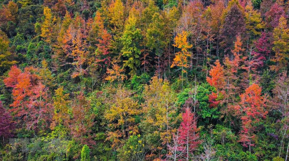 在对高平全球山水地址公园进行考察后，联合国教科文组织专家将这里誉为‘仙境’，同时建议高平省展开‘探索高平仙境’旅游线路。高平省边境地区山清水秀果然不愧于这一美称。进入冬天，多地花儿枯萎掉落，而冬日里的高平却开着五颜六色的花朵，释放出神奇优雅的美丽。图自 越通社