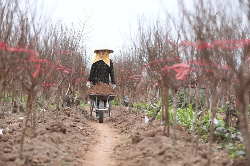 日新花园的花农已为2022年寅虎春节做好准备。图自越通社