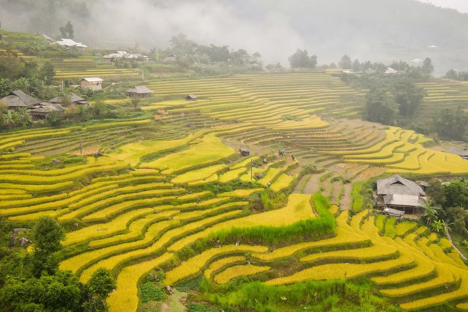 黄树肥梯田犹如铺在山林间的金色绸缎,呈现金色满坡的丰收景象。图自 越通社