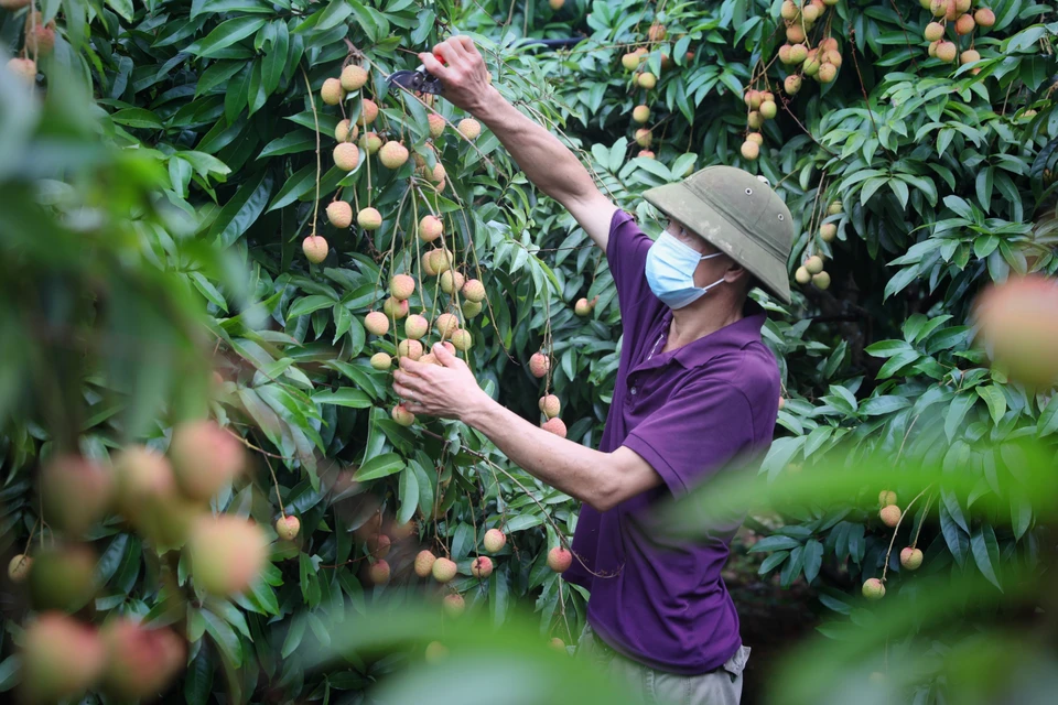 北江省新安县福和乡的荔枝种植园。这些荔枝将向日本出口。图自越通社