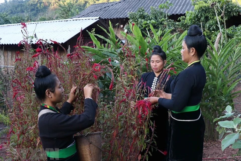 贡族同胞将鸡冠花视为神圣之花，富有特别意义，是该民族同胞的吉祥象征。越通社记者阮春进 摄