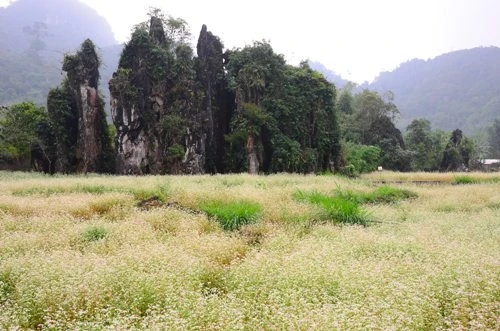 荞麦花刚开花时带有纯洁的白色（图片来源：人民军队报）