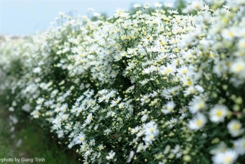 雏菊花分布在红河石滩种植（图片来源：vnexpress.net）