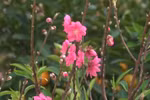 道德花村春意盎然 呈现出一派产业兴旺的勃勃生机