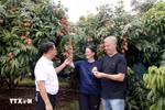 国际游客参观荔枝园。图自越通社
