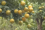 宁平省金橘种植基地在忙碌地为春节供货做准备
