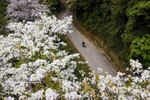 羊蹄甲花开扮靓西北山林 成为奠边旅游名片
