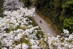 羊蹄甲花开扮靓西北山林 成为奠边旅游名片