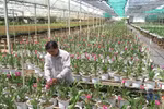 沙沥花村进入年底生产旺季