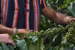 嘉莱推动越南咖啡走向世界舞台 
