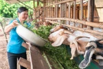 提升妇女和少数民族同胞经济发展能力。图自越通社