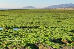 庆和省海苔田：海天之间无垠的翡翠梦境