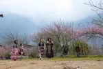 水湖社区旅游村桃花盛放迎新春