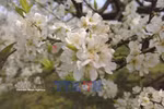 追花逐季成旅游新趋势
