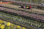 拥有300年历史的花卉之都——沙沥花村迎来“打卡”热潮喜迎春节