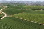 木州茶山丘 颇受游客青睐的魅力之地