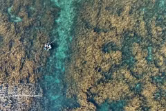 广义省东山乡燕岛海域的马尾藻生态系统。图自 越通社