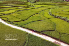 山罗省帐钙坊（Chiềng Cơi）洪村（Bản Hùn）的梯田景观。图自 越通社