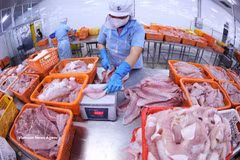 在大西洋工厂（Navico），巴沙鱼产品在进入冷冻环节前被严格分级处理。Navico是全球第二大封闭式巴沙鱼生产与出口企业。图自 越通社。