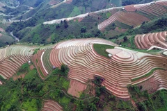 梯田是西北高山地区一道亮丽的风景线，尤其是在稻谷成熟待收和注水时节，景色格外迷人。图自 越通社