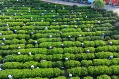 越南茶叶产业:从茶山走向世界