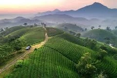 越南茶叶已出口到70多个国家和地区
