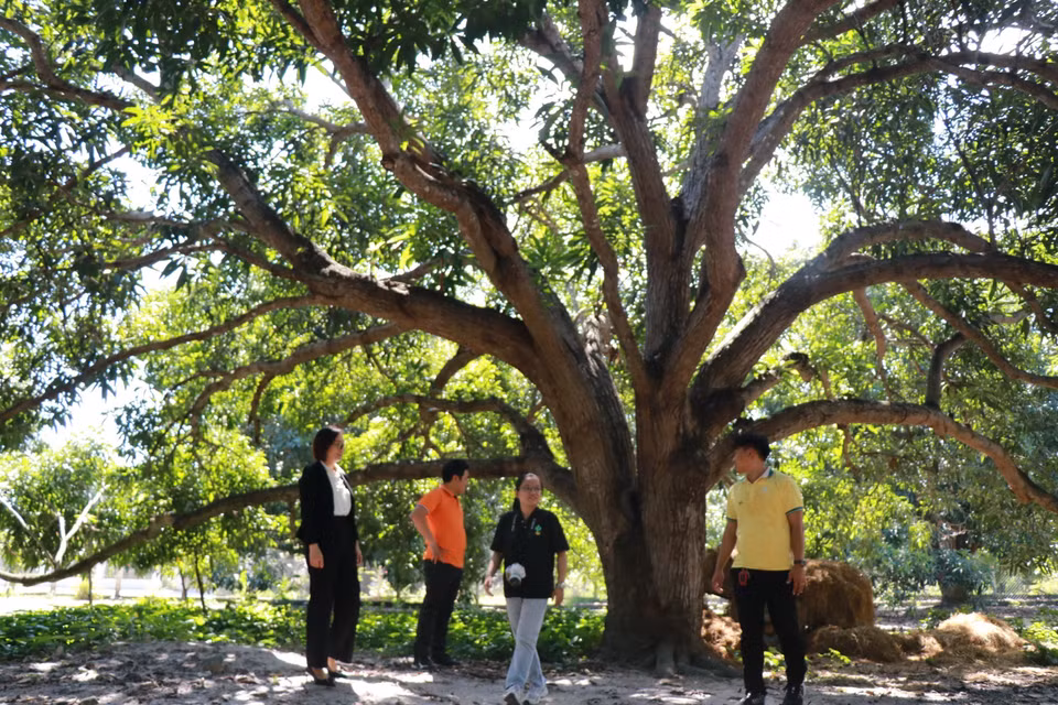 庆和省甘林芒果古树园吸引游客参与社区旅游体验活动。图自越通社