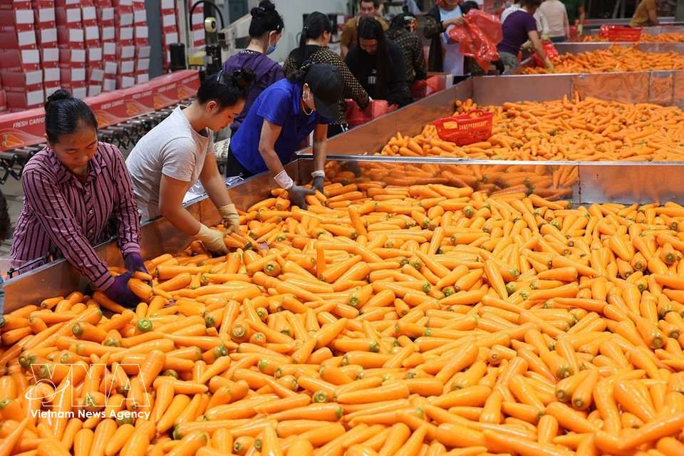 在海防市慧静乡一家设施内对出口市场的胡萝卜产品进行分类、包装。图自越通社