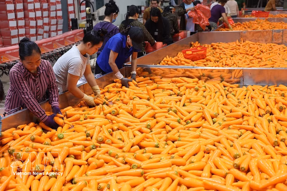 在海防市慧静乡一家设施内对出口市场的胡萝卜产品进行分类、包装。图自越通社