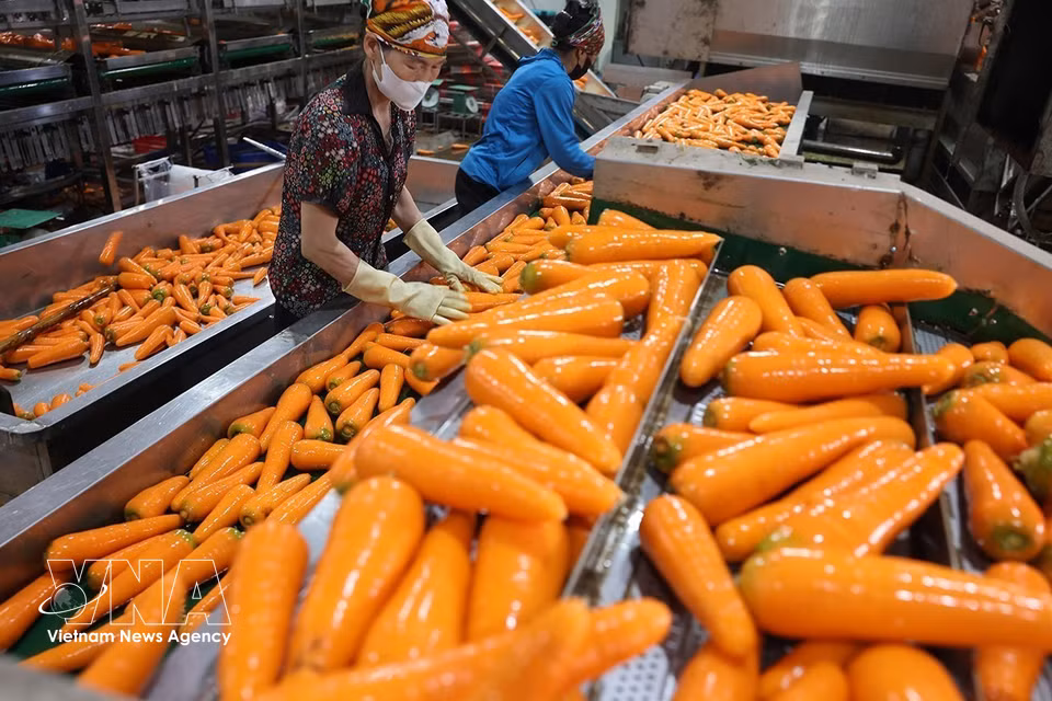 在海防市慧静乡一家设施内对出口市场的胡萝卜产品进行分类、包装。图自越通社