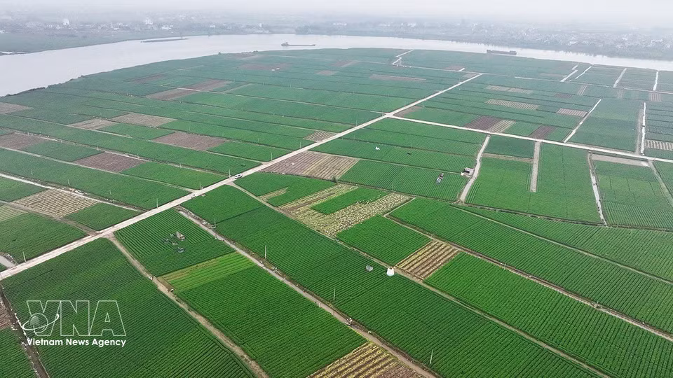 慧静乡是海防市胡萝卜种植面积最大的地方之一，2025—2026年种植面积为495公顷，平均产量约504公担/公顷。图自越通社