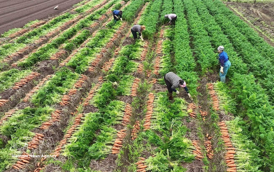 在海防市慧静乡大规模集中产区收获供应出口市场的胡萝卜。图自越通社