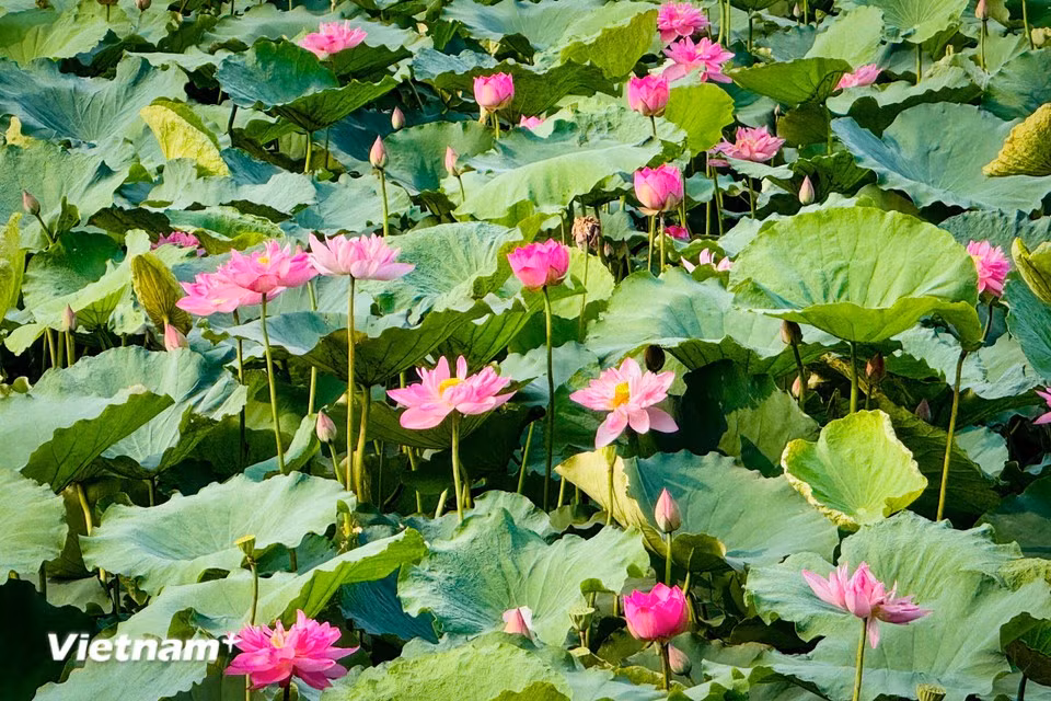 其中6月是荷花盛开最灿烂、最美丽的时节。图自越通社