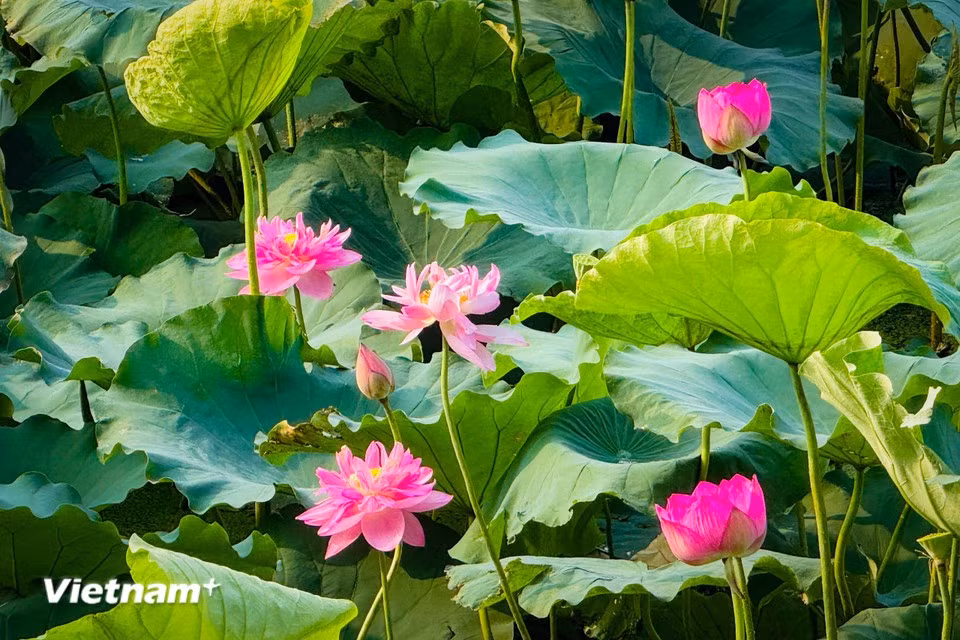 正是这些花瓣与花蕊，构成了荷花清雅、柔美的形态。图自越通社
