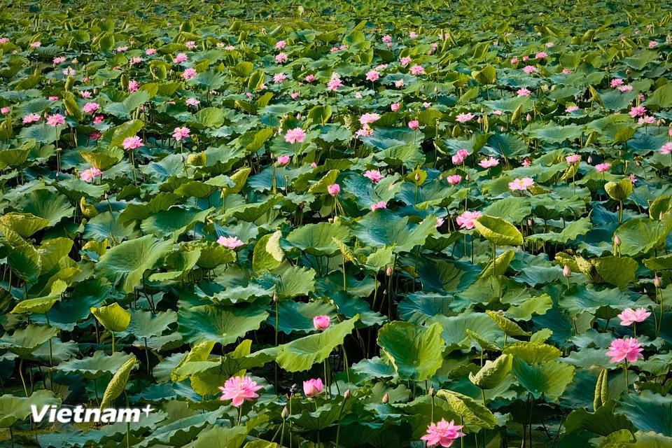 西湖荷花是河内人夏季的特色花卉，如同秋季的糖胶树花、春季的桃花一样。图自越通社