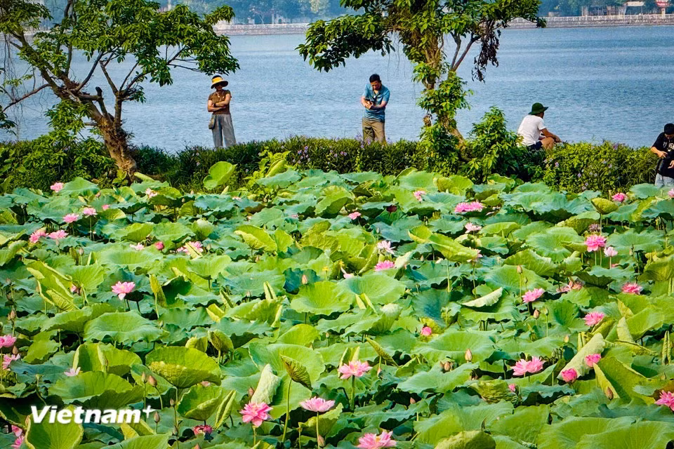 河内的荷花季通常从阳历5月底持续到9月。图自越通社