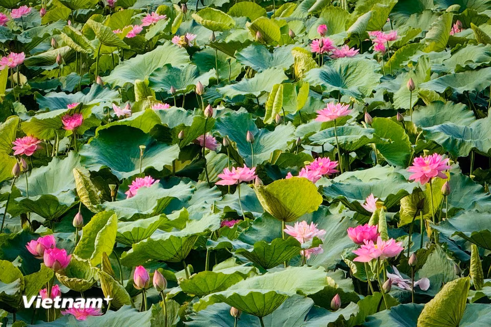 荷花盛开时，花瓣绚烂地舒展开来。图自越通社