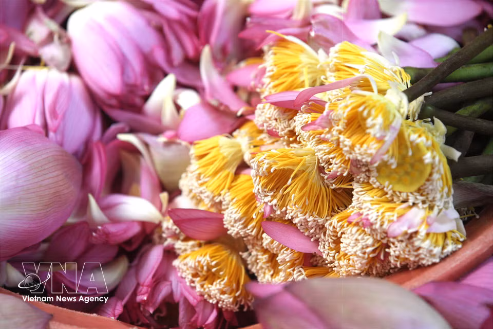 荷芯（又称荷花米）是荷花花朵上位于花蕊顶端的白色部分，形似米粒，是荷花香气最集中的部位，被誉为荷花的“香囊”。图自越通社